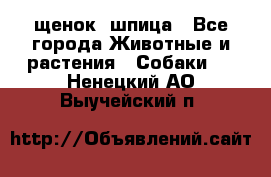 щенок  шпица - Все города Животные и растения » Собаки   . Ненецкий АО,Выучейский п.